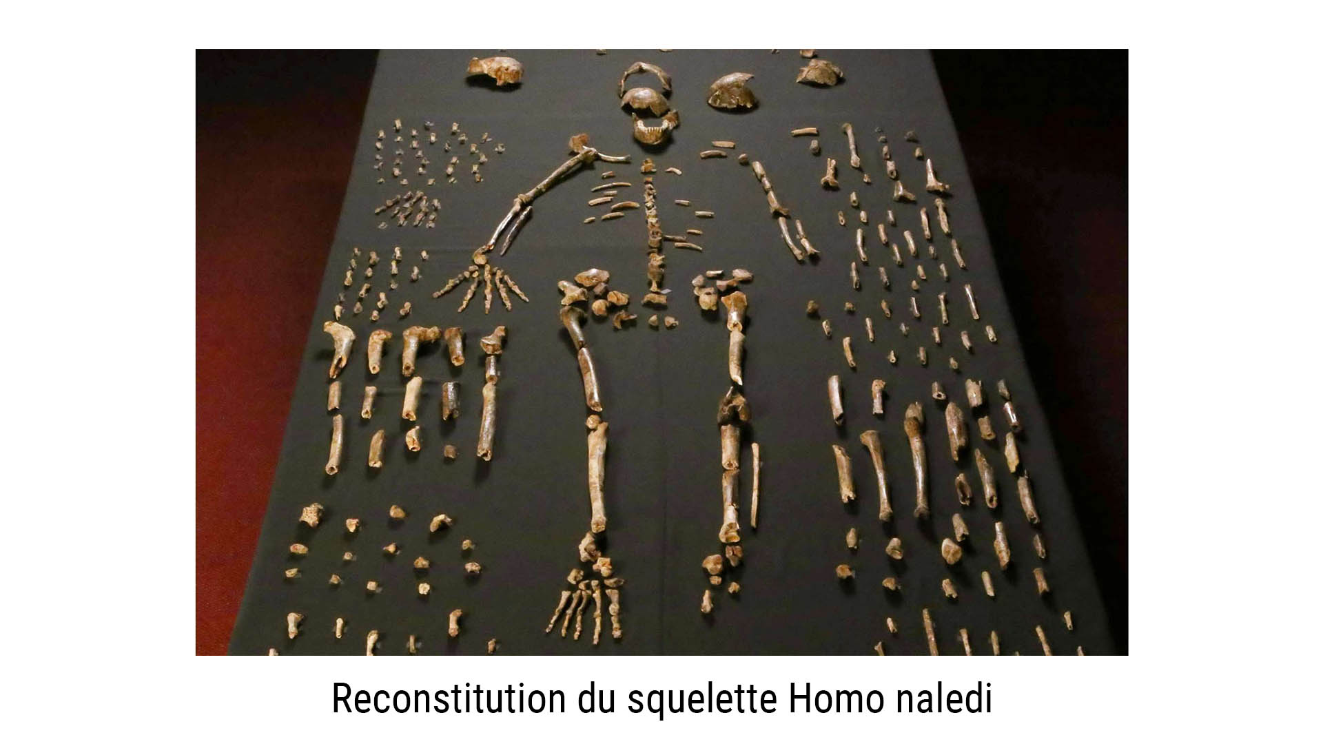 Homo naledi
