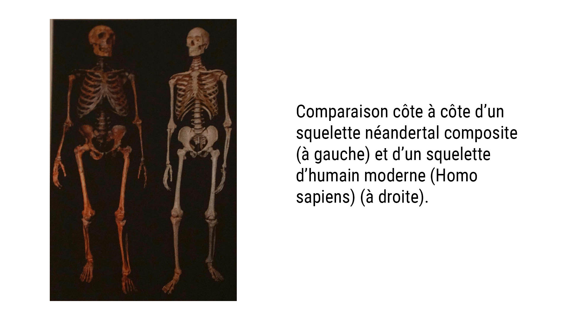 Reconstitution, squelette néandertalien