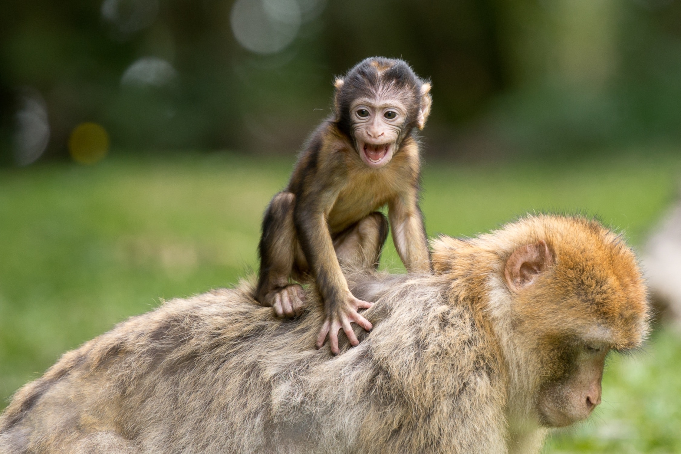 Maman macaque et son petit